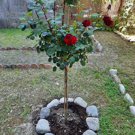 Appartement Au Jardin De *